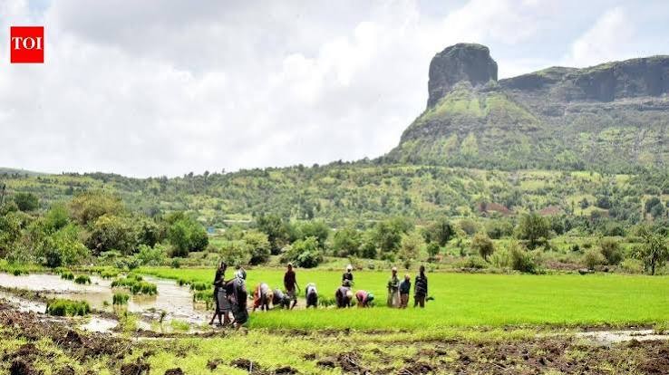 Maharashtra kharif sowing crosses 1.2 crore hectares after fresh monsoon spell